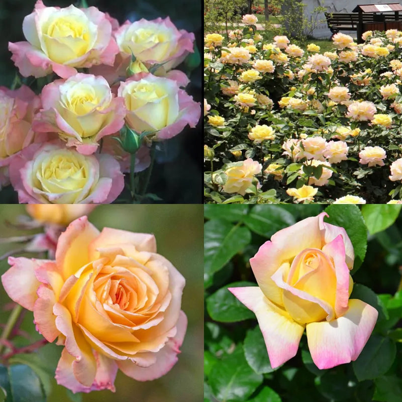 Peaceful Roses - The Messenger of Peace