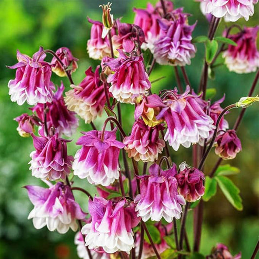 Double Aquilegia Seeds Pink Petticoat Flower Seeds for Planting Outdoor Garden Flower Plant Seeds Attracts Bees