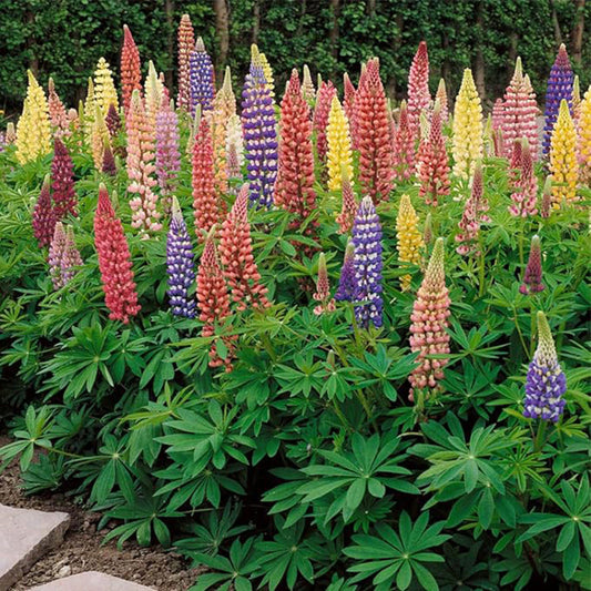 Perennial Russells Lupine Flower Seed Mix for Planting