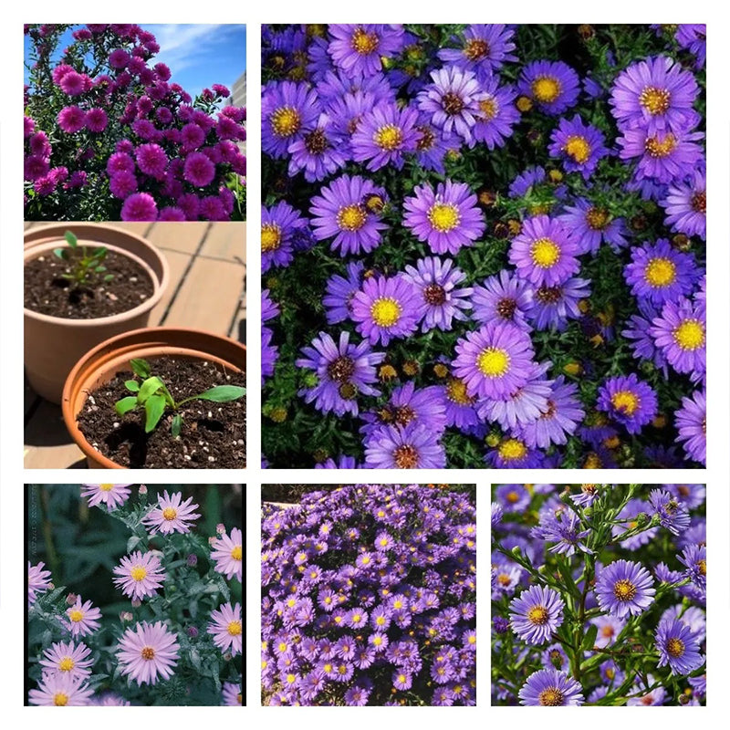 Purple Daisies:Amethyst Gem
