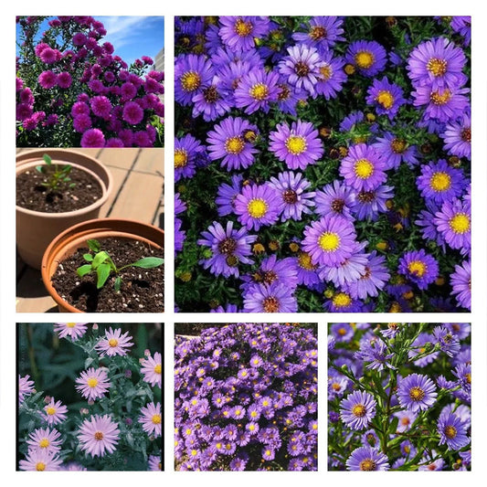 Purple Daisies:Amethyst Gem