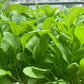 Brassica Rapa Chinensis Seeds, Pakchoi Seeds, Chinese White Cabbage, Vegetable Seeds for Planting