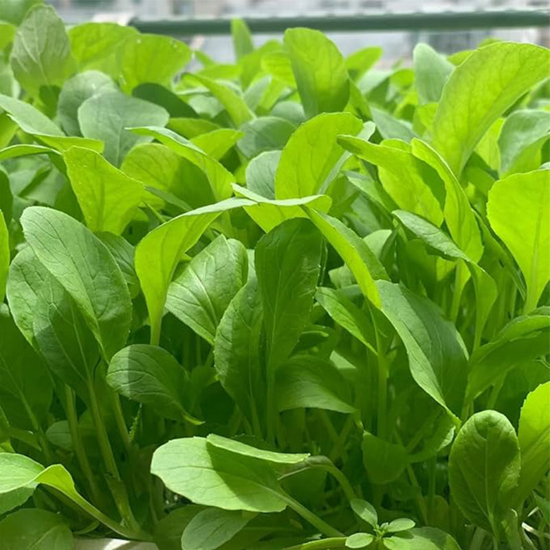 Brassica Rapa Chinensis Seeds, Pakchoi Seeds, Chinese White Cabbage, Vegetable Seeds for Planting