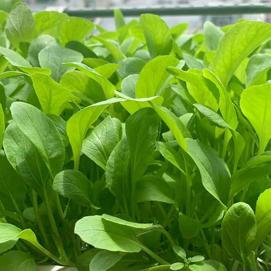 Brassica Rapa Chinensis Seeds, Pakchoi Seeds, Chinese White Cabbage, Vegetable Seeds for Planting