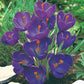 Flower Record Giant Dutch Crocus