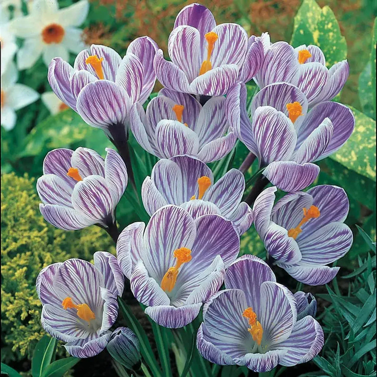 Pickwick Giant Dutch Crocus