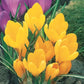 Yellow Mammoth Giant Dutch Crocus