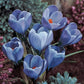 Remembrance Giant Dutch Crocus
