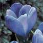 Remembrance Giant Dutch Crocus