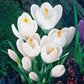 Jeanne Darc Giant Dutch Crocus
