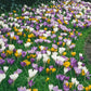 Giant Crocus For Naturalizing