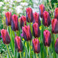 Tulip Slawa
