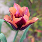 Slawa Tulip