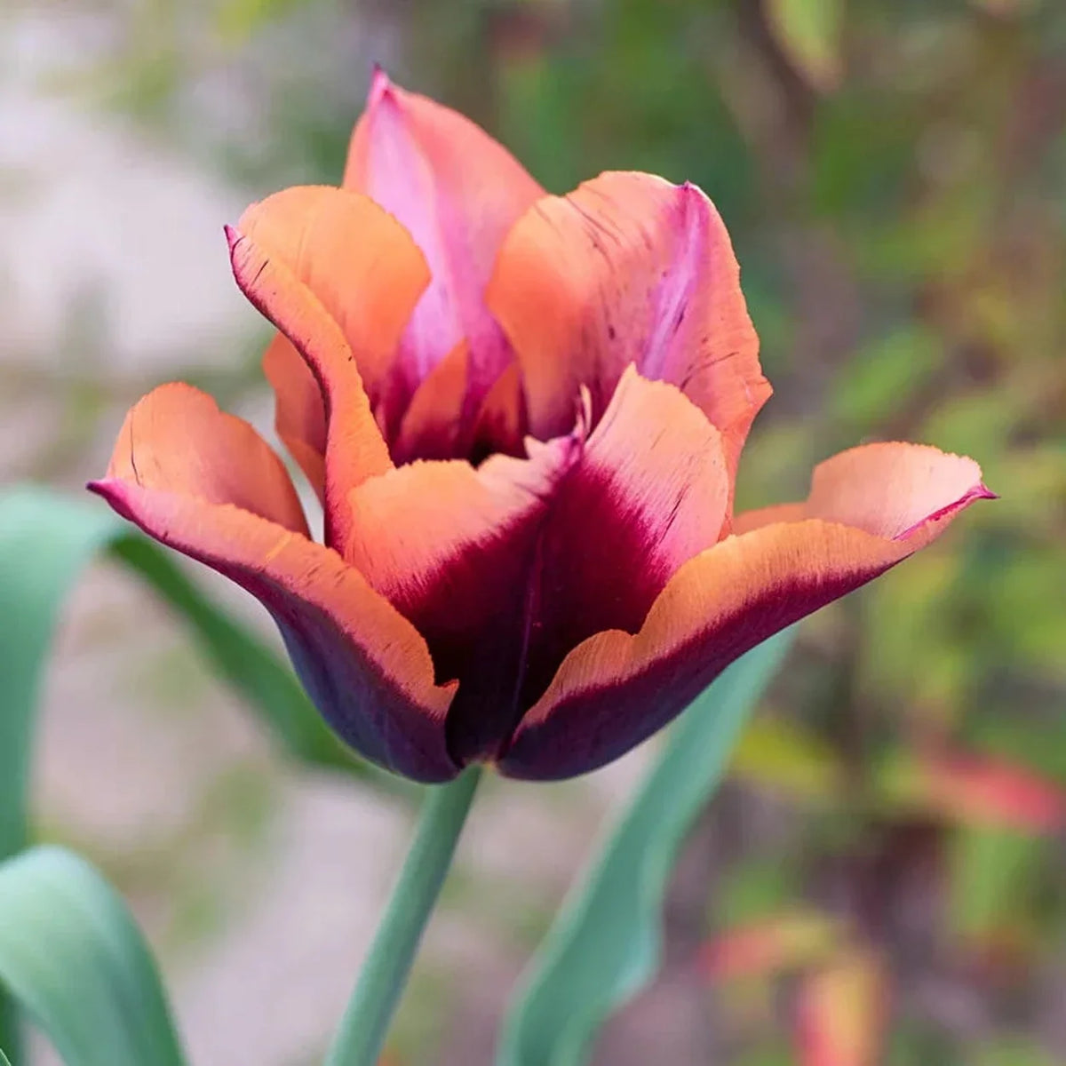 Slawa Tulip