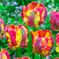 Rainbow Parrot Tulip