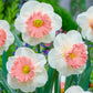 Pink Parasol Daffodil
