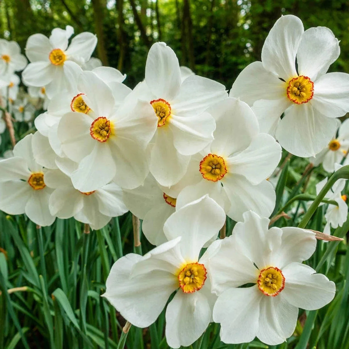 Actaea Daffodil