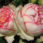 Biedermeier Rose Seedlings Flower Seeds Perennial Growing Bonsai Corms Tubers Potted Planting Reblooming Fragrant Garden Roots Rhizomes Species Blooms Plant Bulbs Gardening Tree