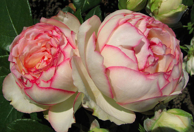 Biedermeier Rose Seedlings Flower Seeds Perennial Growing Bonsai Corms Tubers Potted Planting Reblooming Fragrant Garden Roots Rhizomes Species Blooms Plant Bulbs Gardening Tree