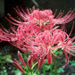 Bana Lycoris Radiata Spider Lilies Bulbs Hurricane Lily Cluster Amayllis Growing Bonsai Roots Rhizomes Corms Tubers Potted Planting Reblooming Fragrant Garden Species Blooms Flower Seeds Plant Gardening