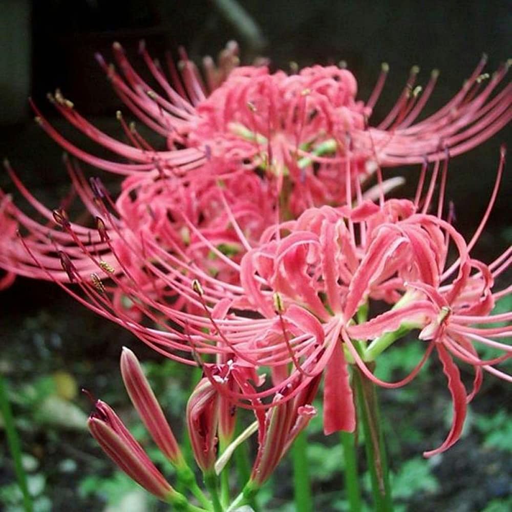 Bana Lycoris Radiata Spider Lilies Bulbs Hurricane Lily Cluster Amayllis Growing Bonsai Roots Rhizomes Corms Tubers Potted Planting Reblooming Fragrant Garden Species Blooms Flower Seeds Plant Gardening