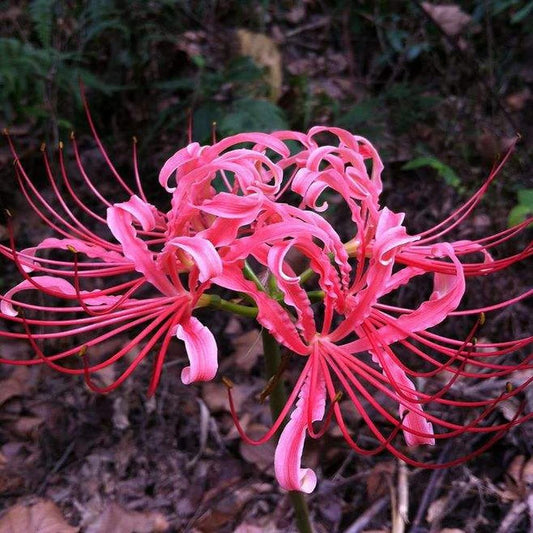 Bana Lycoris Radiata Spider Lilies Bulbs Hurricane Lily Cluster Amayllis Growing Bonsai Roots Rhizomes Corms Tubers Potted Planting Reblooming Fragrant Garden Species Blooms Flower Seeds Plant Gardening