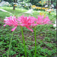 Bana Lycoris Radiata Spider Lilies Bulbs Hurricane Lily Cluster Amayllis Growing Bonsai Roots Rhizomes Corms Tubers Potted Planting Reblooming Fragrant Garden Species Blooms Flower Seeds Plant Gardening