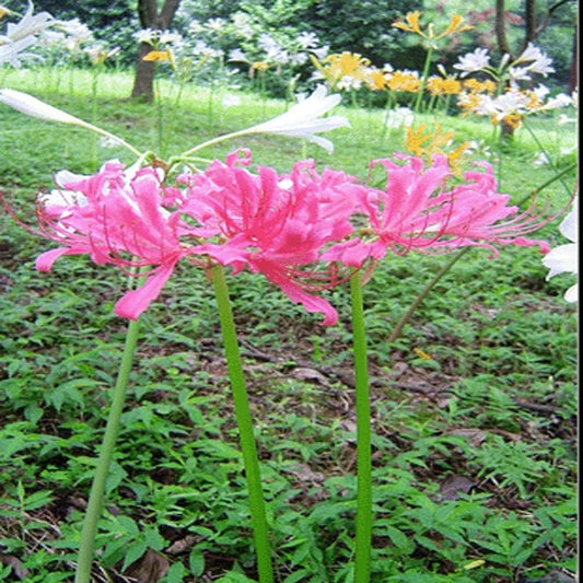 Bana Lycoris Radiata Spider Lilies Bulbs Hurricane Lily Cluster Amayllis Growing Bonsai Roots Rhizomes Corms Tubers Potted Planting Reblooming Fragrant Garden Species Blooms Flower Seeds Plant Gardening