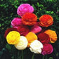 Ranunculus Rainbow Mix Ranunculus Corms Bulbs Persian Buttercup Growing Bonsai Roots Rhizomes Tubers Potted Planting Reblooming Fragrant Garden Species Blooms Flower Seeds Plant Gardening