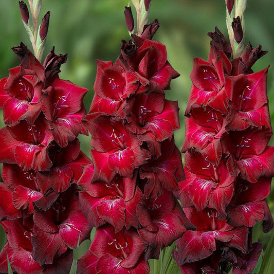 Gladiolus Bizet Corms
