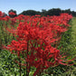 Red Lycoris Spider Lilies Bulbs Radiata Hurricane Lily Cluster Amayllis Growing Bonsai Roots Rhizomes Corms Tubers Potted Planting Reblooming Fragrant Garden Species Blooms Flower Seeds Plant Gardening