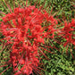 Red Lycoris Spider Lilies Bulbs Radiata Hurricane Lily Cluster Amayllis Growing Bonsai Roots Rhizomes Corms Tubers Potted Planting Reblooming Fragrant Garden Species Blooms Flower Seeds Plant Gardening