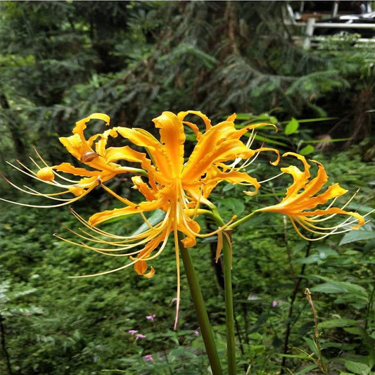 Yellow Surprise Lycoris Spider Lilies Bulbs Radiata Hurricane Lily Cluster Amayllis Growing Bonsai Roots Rhizomes Corms Tubers Potted Planting Reblooming Fragrant Garden Species Blooms Flower Seeds Plant Gardening