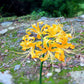 Yellow Perennial Lycoris Spider Lilies Bulbs Radiata Hurricane Lily Cluster Amayllis Growing Bonsai Roots Rhizomes Corms Tubers Potted Planting Reblooming Fragrant Garden Species Blooms Flower Seeds Plant Gardening
