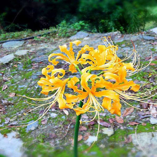 Yellow Perennial Lycoris Spider Lilies Bulbs Radiata Hurricane Lily Cluster Amayllis Growing Bonsai Roots Rhizomes Corms Tubers Potted Planting Reblooming Fragrant Garden Species Blooms Flower Seeds Plant Gardening