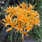 Yellow Beautiful Lycoris Spider Lilies Bulbs Radiata Hurricane Lily Cluster Amayllis Growing Bonsai Roots Rhizomes Corms Tubers Potted Planting Reblooming Fragrant Garden Species Blooms Flower Seeds Plant Gardening