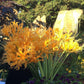 Yellow Beautiful Lycoris Spider Lilies Bulbs Radiata Hurricane Lily Cluster Amayllis Growing Bonsai Roots Rhizomes Corms Tubers Potted Planting Reblooming Fragrant Garden Species Blooms Flower Seeds Plant Gardening