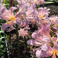 Bareroot Pink Lycoris Spider Lilies Bulbs Radiata Hurricane Lily Cluster Amayllis Growing Bonsai Roots Rhizomes Corms Tubers Potted Planting Reblooming Fragrant Garden Species Blooms Flower Seeds Plant Gardening