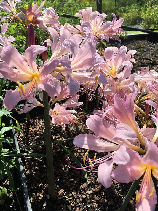 Bareroot Pink Lycoris Spider Lilies Bulbs Radiata Hurricane Lily Cluster Amayllis Growing Bonsai Roots Rhizomes Corms Tubers Potted Planting Reblooming Fragrant Garden Species Blooms Flower Seeds Plant Gardening