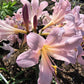 Bareroot Pink Lycoris Spider Lilies Bulbs Radiata Hurricane Lily Cluster Amayllis Growing Bonsai Roots Rhizomes Corms Tubers Potted Planting Reblooming Fragrant Garden Species Blooms Flower Seeds Plant Gardening
