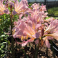 Bareroot Pink Lycoris Spider Lilies Bulbs Radiata Hurricane Lily Cluster Amayllis Growing Bonsai Roots Rhizomes Corms Tubers Potted Planting Reblooming Fragrant Garden Species Blooms Flower Seeds Plant Gardening