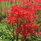 Red Spider Lily Lycoris Bulbs Radiata Hurricane Cluster Amayllis Growing Bonsai Roots Rhizomes Corms Tubers Potted Planting Reblooming Fragrant Garden Species Blooms Flower Seeds Plant Gardening