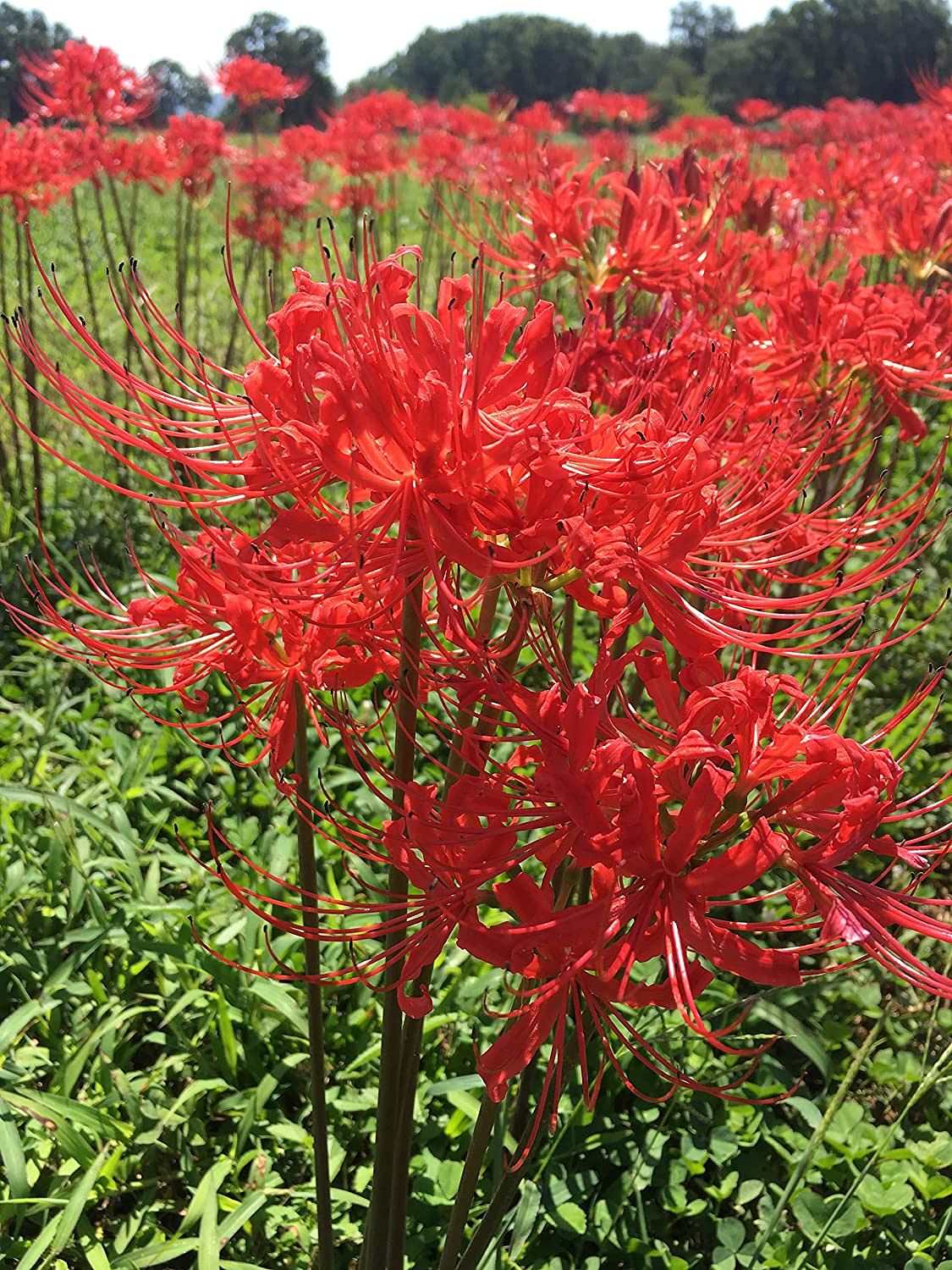 Red Spider Lily Lycoris Bulbs Radiata Hurricane Cluster Amayllis Growing Bonsai Roots Rhizomes Corms Tubers Potted Planting Reblooming Fragrant Garden Species Blooms Flower Seeds Plant Gardening