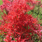 Red Spider Lily Lycoris Bulbs Radiata Hurricane Cluster Amayllis Growing Bonsai Roots Rhizomes Corms Tubers Potted Planting Reblooming Fragrant Garden Species Blooms Flower Seeds Plant Gardening
