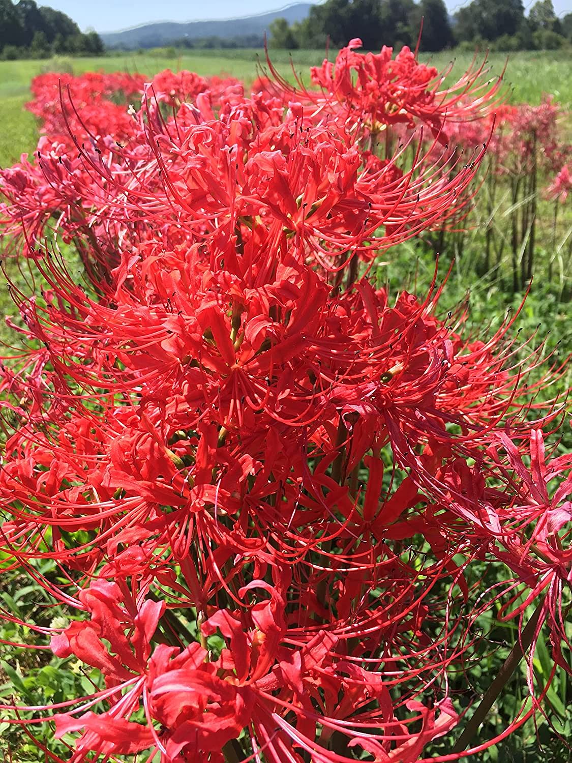 Red Spider Lily Lycoris Bulbs Radiata Hurricane Cluster Amayllis Growing Bonsai Roots Rhizomes Corms Tubers Potted Planting Reblooming Fragrant Garden Species Blooms Flower Seeds Plant Gardening