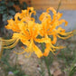 Yellow Lycoris Spider Lilies Bulbs Radiata Hurricane Lily Cluster Amayllis Growing Bonsai Roots Rhizomes Corms Tubers Potted Planting Reblooming Fragrant Garden Species Blooms Flower Seeds Plant Gardening