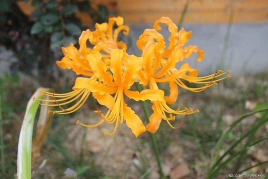 Yellow Lycoris Spider Lilies Bulbs Radiata Hurricane Lily Cluster Amayllis Growing Bonsai Roots Rhizomes Corms Tubers Potted Planting Reblooming Fragrant Garden Species Blooms Flower Seeds Plant Gardening