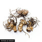 Yellow Canna Lily Bulbs Perennial Growing Bonsai Roots Rhizomes Corms Tubers Potted Planting Reblooming Fragrant Garden Species Blooms Flower Seeds Plant Gardening