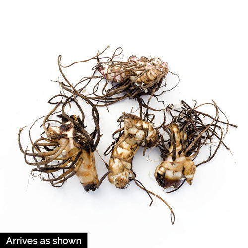 Burning Ember Canna Lily Bulbs Perennial Growing Bonsai Roots Rhizomes Corms Tubers Potted Planting Reblooming Fragrant Garden Species Blooms Flower Seeds Plant Gardening