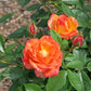 Feurio Rose Seedlings Flower Seeds Perennial Growing Bonsai Corms Tubers Potted Planting Reblooming Fragrant Garden Roots Rhizomes Species Blooms Plant Bulbs Gardening Tree